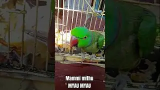 MAMMI MITHU MYAU MAYU HAI 🙋👰🦜 #cute #parrot #funny #talkingparrot #@sunilkumarrai