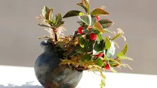 元旦草動画