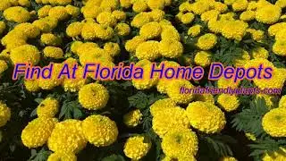 Florida Friendly Plants and the Pollinators They Attract to Your Garden