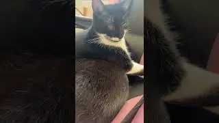 #DoubleTrouble #CatDuo #FelineFriends #PurrfectPair #WhiskerBuddies #TwoCute #MeowSquad #DynamicDuo