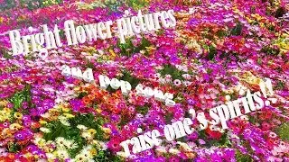 Bright flower pictures and pop song raise one&rsquo;s spirits！