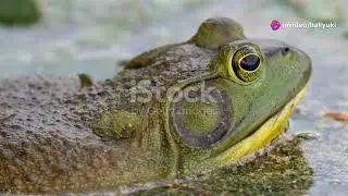 Holi Hues: Nepal's Amphibians and the Festival Connection #animal2024 #wildlife