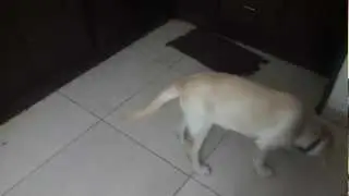 Robo learns to sit