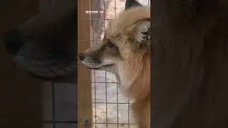 Брошенную лису нашли в Якутске/An abandoned fox was found in Yakutsk 👀🦊🙀 #якутия #россия #лиса