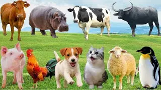 🌿 Thiên Nhiên Bỗng “Lên Nhạc” – Tiếng Gà, Bò, Chó & Mèo Rộn Ràng Đồng Quê | FarmAnimals🐮🐓🐶😽