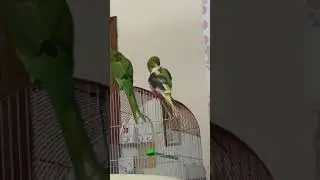 COCKATIEL SCRATCHING CUTE 🥺 Fluffy birds relaxing