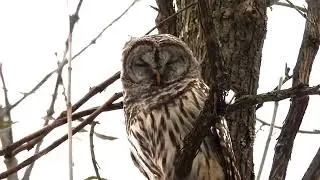 Chouette ray&eacute;e - Strix varia - Barred Owl