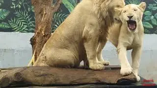 Wisata Park & Zoo Lembang | Kebun Binatang Lembang