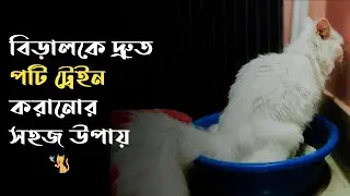 বিড়ালকে পটি ট্রেনিং করার সহজ উপায় - Pet House BD