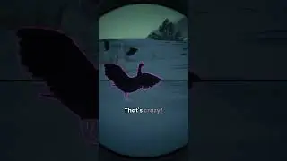 Aren&rsquo;t SNOW GEESE Supposed to be WHITE?!? 😳😳😳 - Call of the Wild #shorts