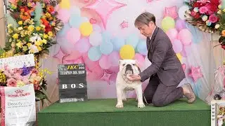 2026.1.18 福山さざなみ全犬種クラブ展　インターミディエイトクラス戦