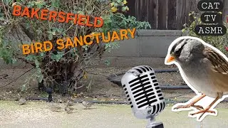 ASMR Birds Eating Millet and Seeds &mdash; Extra Crunchy Sounds.