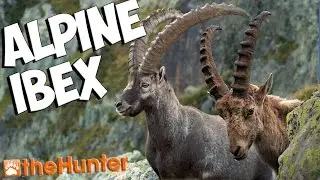 Охота на козерога в Валь-де-Буа &mdash; игровой процесс theHunter 2015 для ПК с Лироем