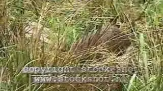 Eurasian otter (lutra lutra)