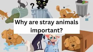 Why are Stray Animals Important?