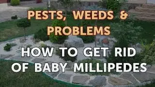 How to Get Rid of Baby Millipedes