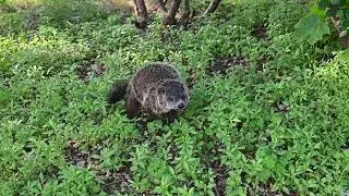 A Second Baby Groundhog Appears