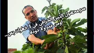 هعلمكم بـ 3 خطوات سهلة لشجرة التين هتاخد ثمار كثيرة وذات احجام كبيرة وبدون دود : Cultivation of figs
