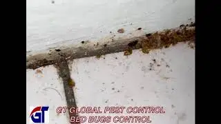 BED BUGS CONTROL  #BedBugs  #PestControl #GtGlobalPestControl