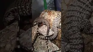 the camera is a little glitchy chacoan white head black-and-white tegus from underground 2021