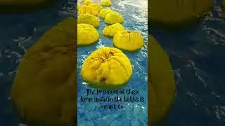 Hot Bath|Relaxing Yuzu Bath Experience @Hakone Yunessun 🍊#japantravel #japanholiday #japanvloghindi