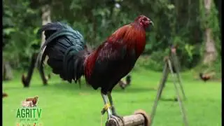 AGRITV July 2, 2017 Ep GAMEFOWL MANAGEMENT VACCINATION; DOC MARION