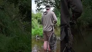 Bachangeln ist nicht einfach! #topwater #trout #browntrout #bachforelle #fishing