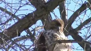 largest Hawk I've seen