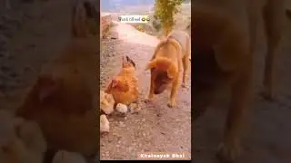 village dog funny video