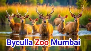 12 Singha Mumbai Byculla Zoo | 12 singh wala hiran | mumbai me gumane ka Jagah | 12 Singha