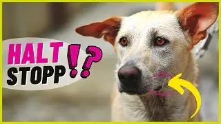Wenn dein Hund DAS tut, komm keinen Schritt näher!