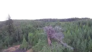 Fiskgjuse