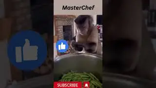 MasterChef Monkey 🤣 Funny animal cooking  #shorts #viral