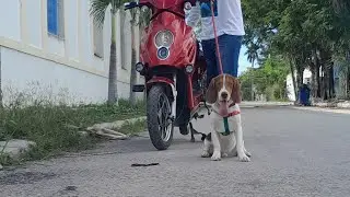 Ense&ntilde;ando trucos a mi beagle..pase&oacute; sin tirones..Como pasear tu perro sin correa..mi beagle en cuba