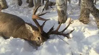Deer Hunting 2012: 170+  Monster Buck while pushing bush!