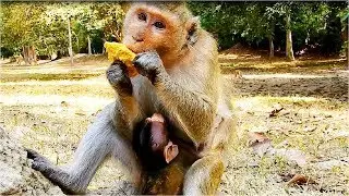 Deeply Hungry!! Poor young monkey Duchess looking much hungry while she give a lot of milk to Dukota
