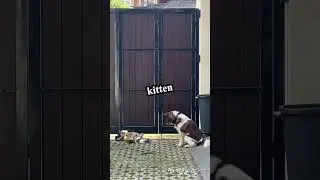 Dog's Heartwarming Act of Kindness #shorts