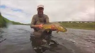 Iceland - big trout being turned loose