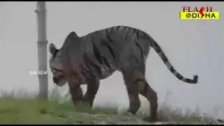 Royal Bengal Tiger Roaming Near Village Of 24 North Pragana I Flash Odisha