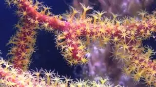 Gorgonian coral