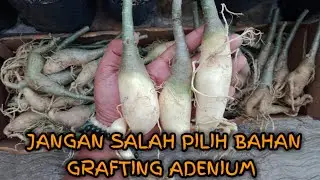The Importance of Choosing Adenium Desert Rose Grafting Materials