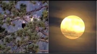 FOBBVCAM ~ BIG BEAR EVENING WITH SHADOW, SUB ADULT & THE FULL MOON! 🌑 7.28.26