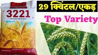एग्रोस्टार 3221 गेहूं | agrostar 3221 gehun variety | wheat farming | @Tfg119 