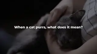 Why Do Cats Vibrate &ndash; Purring, Shaking, And Meaning