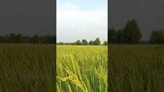 Green Fields After Rain - Rural Cambodia Beauty  #4KVideos #NatureHealing #RuralBeauty #PeacefulView