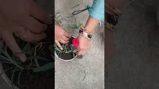 Dianthus flower care #flowers #indoorplants #plant nursery #gardiening tips #gardenin#plants