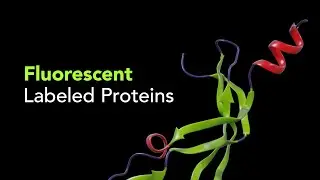 R&D Systems Fluorescent Labeled Proteins for CAR Research