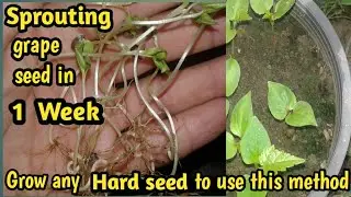 Pathogen Free Seed Germination // How to Germinate Black Grape Seeds in a Week.