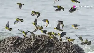 Birdwatching in Micronesia: A Sky Full of Color #animal2024 #wildlife