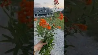 Beautiful Country Living: Picking a wildflower bouquet!💐   #wildflowers #country #joy #flowers